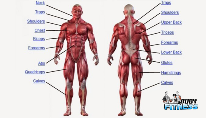 ส่วนไหนบนร่างกายที่สามารถสร้างกล้ามเนื้อได้